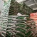 厂家批发特产绿豆50斤装豆浆奶茶店散装毛绿豆明绿豆新粮专用