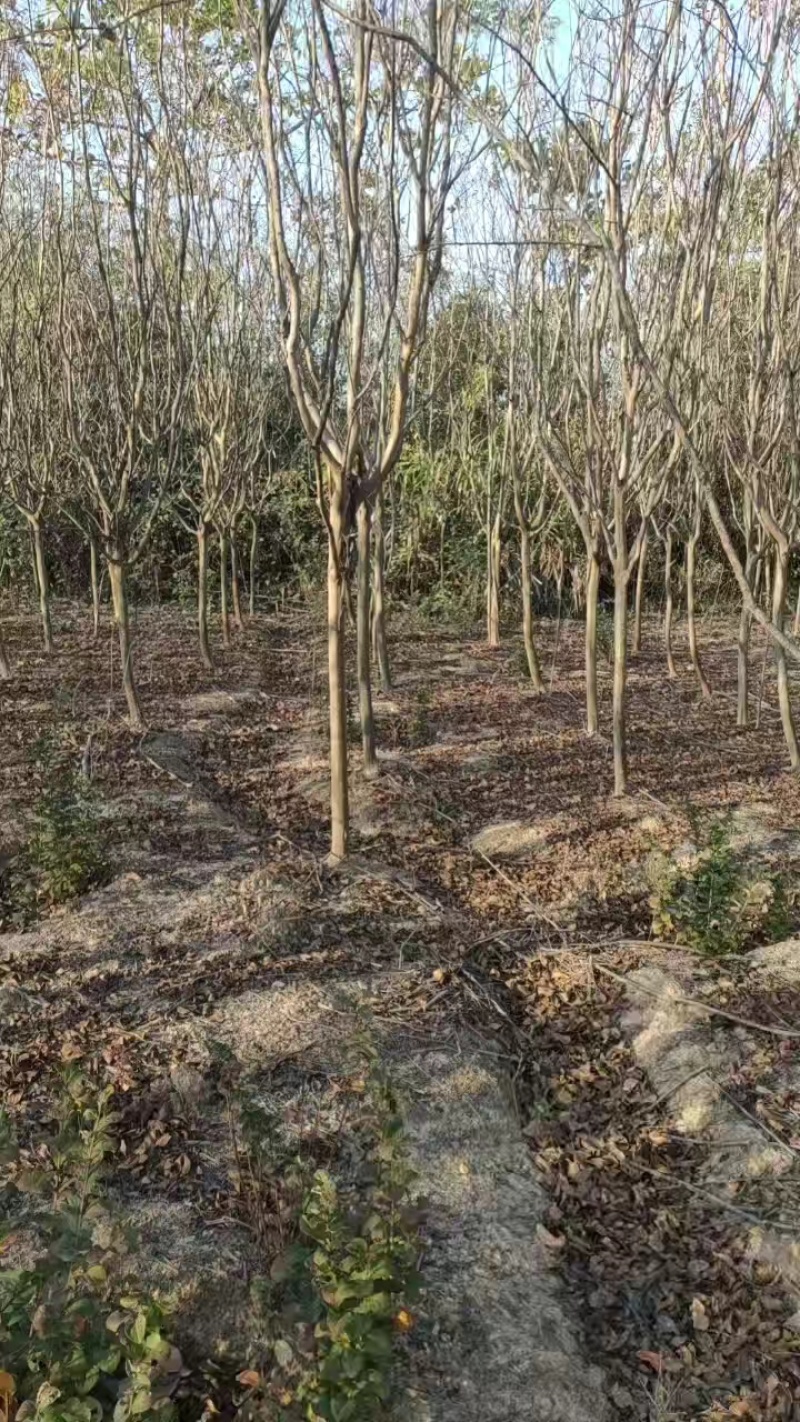 紫薇