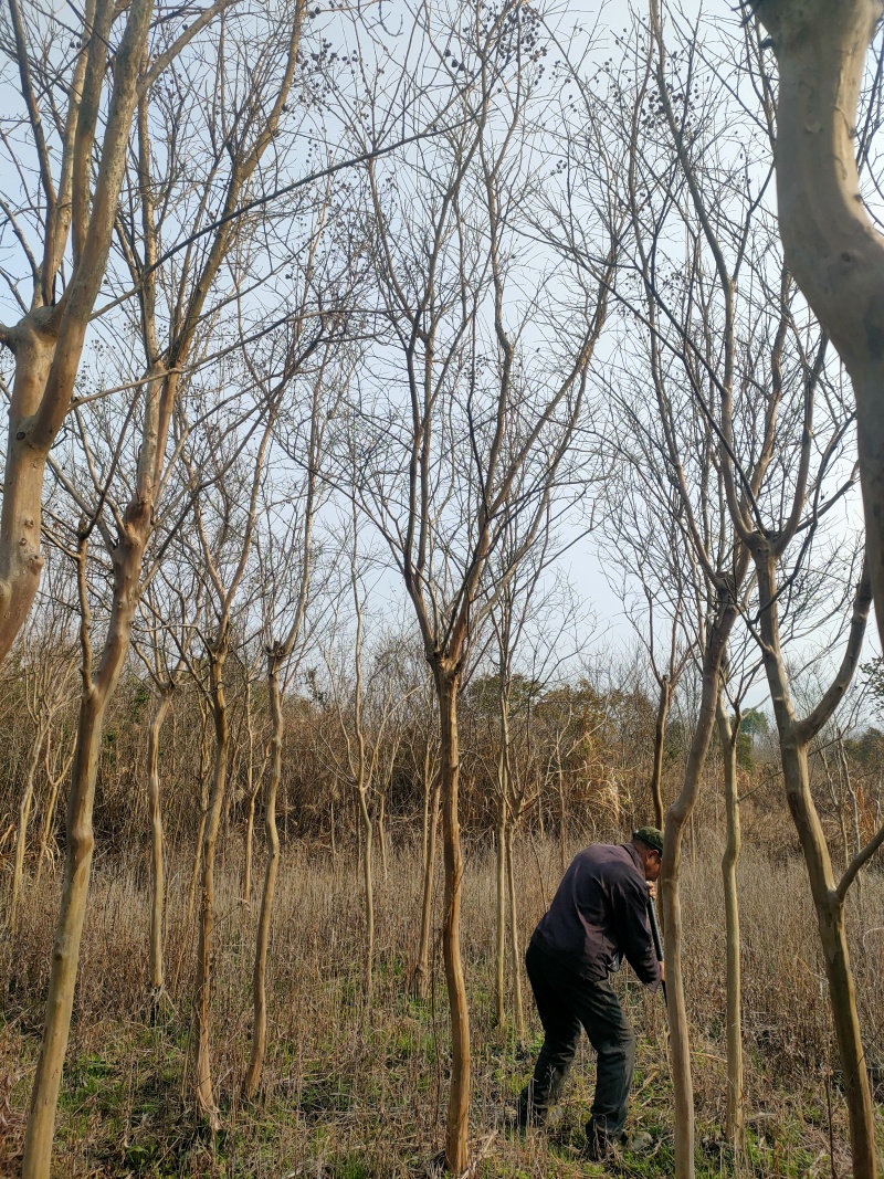 紫薇