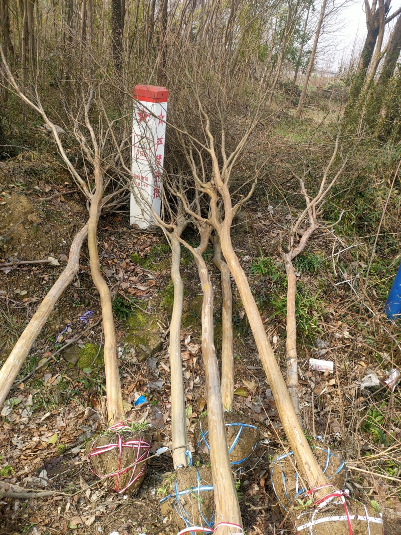 紫薇