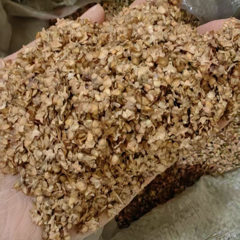 红桦种子绿化林木