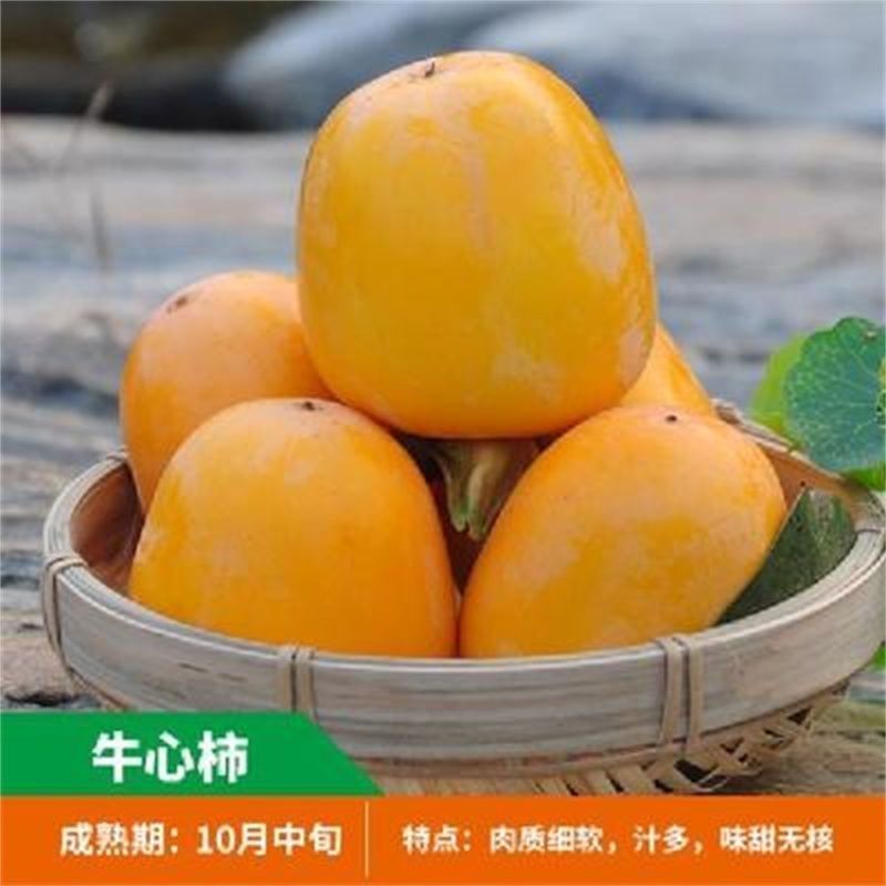 牛心柿子树苗，个头大，汁水多，无核脆甜，产量高