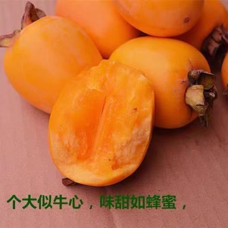 牛心柿子树苗，个头大，汁水多，无核脆甜，产量高