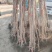 牛心柿子树苗,个头大,汁水多,无核脆甜,产量高