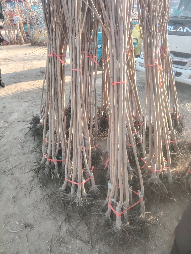 牛心柿子树苗，个头大，汁水多，无核脆甜，产量高