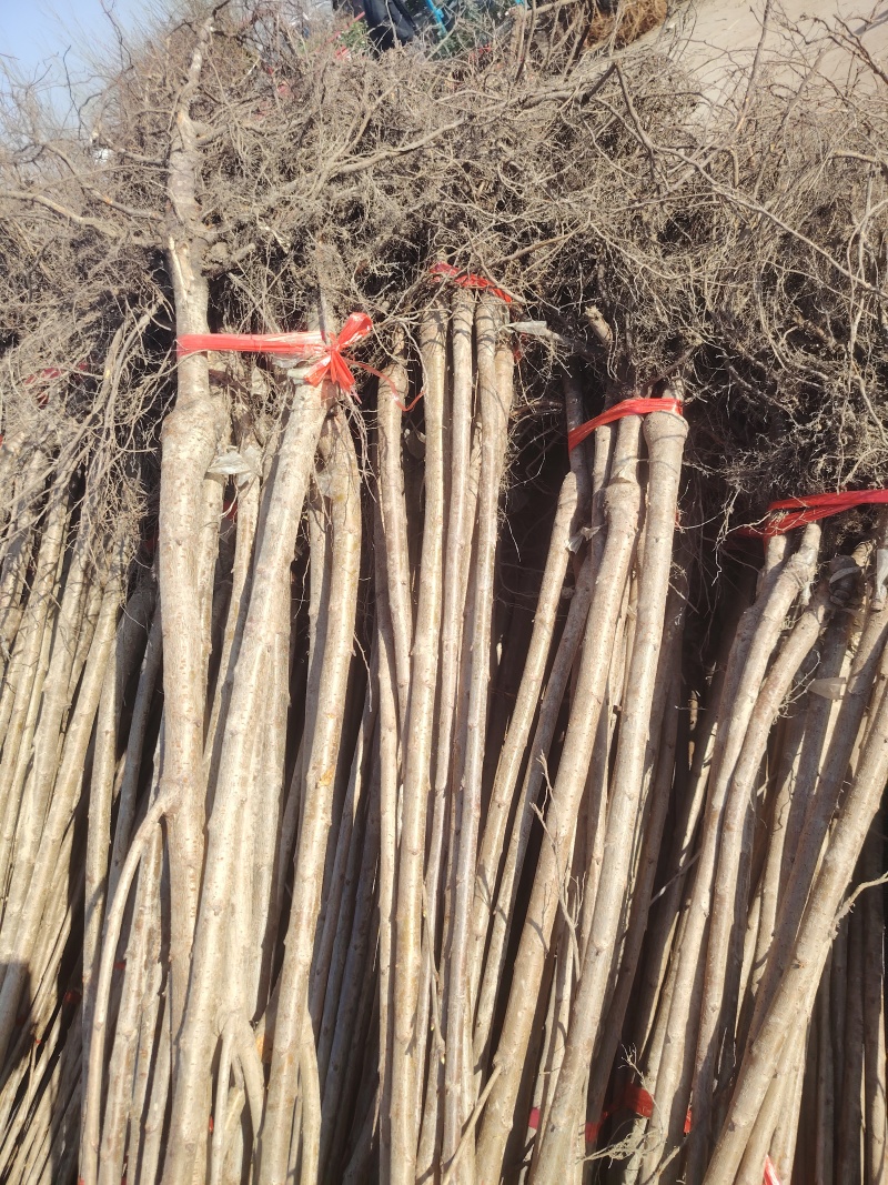 牛心柿子树苗，个头大，汁水多，无核脆甜，产量高