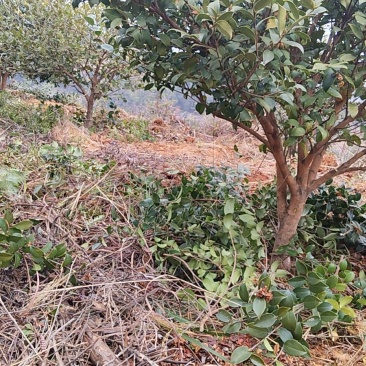 山茶油