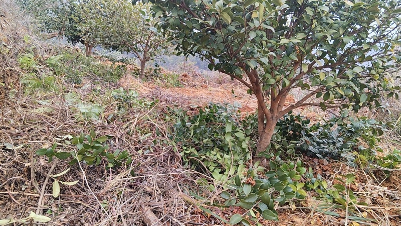 山茶油