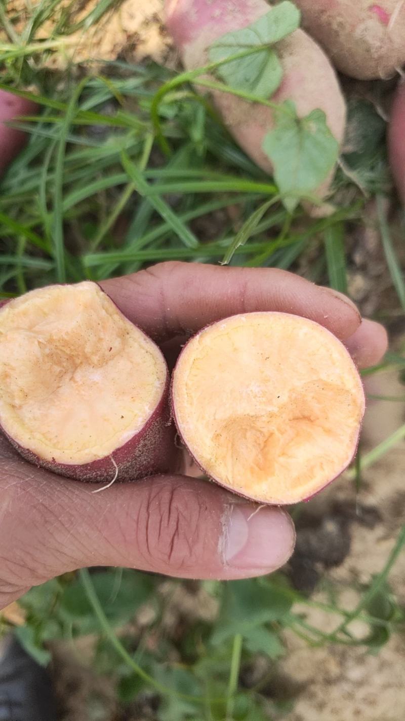 西瓜红红薯