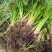 红心宽叶石菖蒲苗野生种植带泥带根新鲜现挖现发石菖蒲种苗