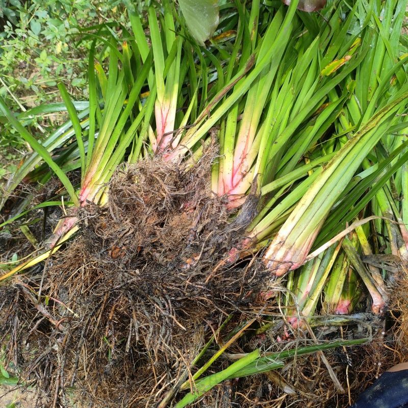 红心宽叶石菖蒲苗野生种植带泥带根新鲜现挖现发石菖蒲种苗