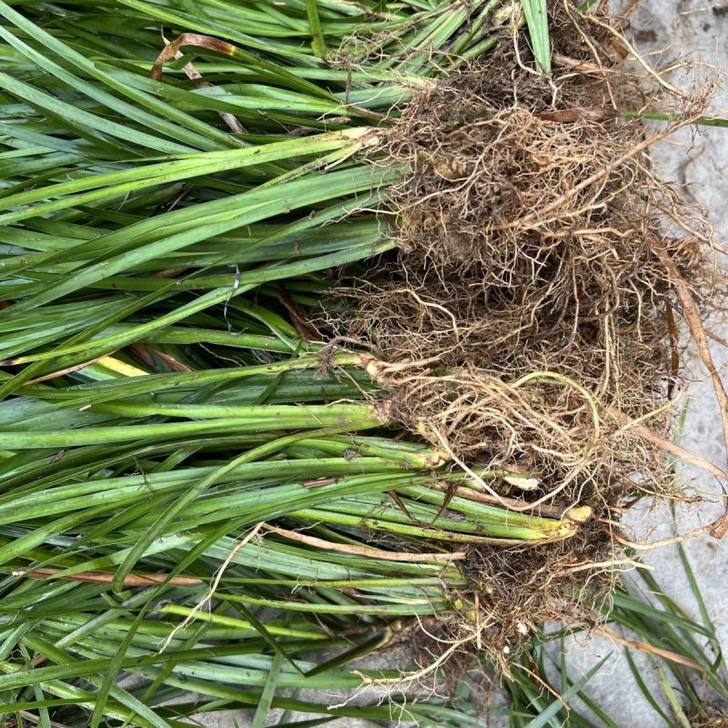 红心宽叶石菖蒲苗野生种植带泥带根新鲜现挖现发石菖蒲种苗
