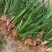 红心宽叶石菖蒲苗野生种植带泥带根新鲜现挖现发石菖蒲种苗