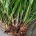 红心宽叶石菖蒲苗野生种植带泥带根新鲜现挖现发石菖蒲种苗