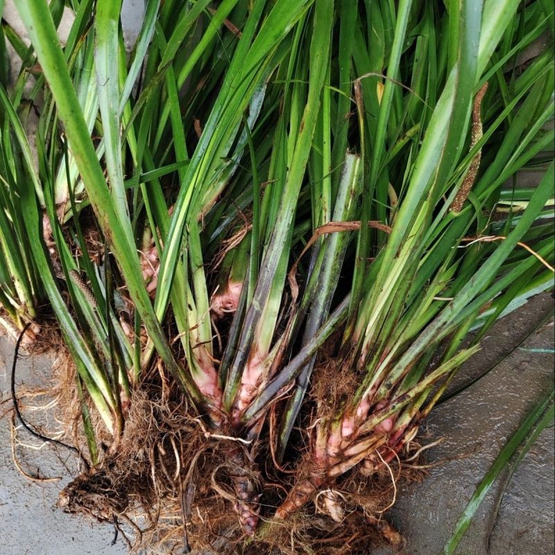 红心宽叶石菖蒲苗野生种植带泥带根新鲜现挖现发石菖蒲种苗