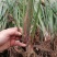红心宽叶石菖蒲苗野生种植带泥带根新鲜现挖现发石菖蒲种苗