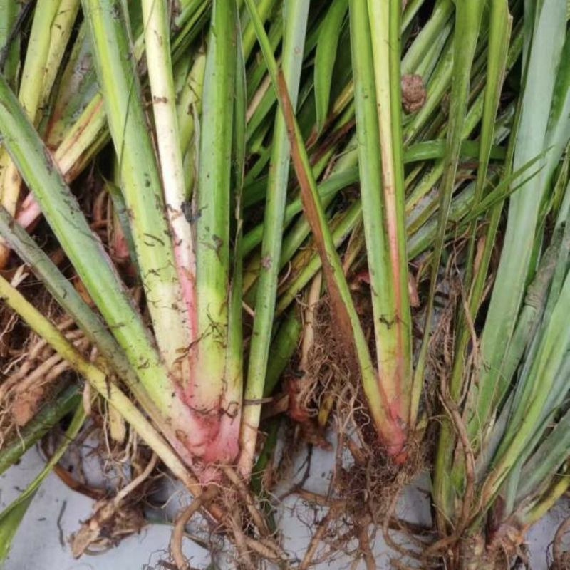 红心宽叶石菖蒲苗野生种植带泥带根新鲜现挖现发石菖蒲种苗