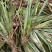 红心宽叶石菖蒲苗野生种植带泥带根新鲜现挖现发石菖蒲种苗