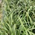 红心宽叶石菖蒲苗野生种植带泥带根新鲜现挖现发石菖蒲种苗