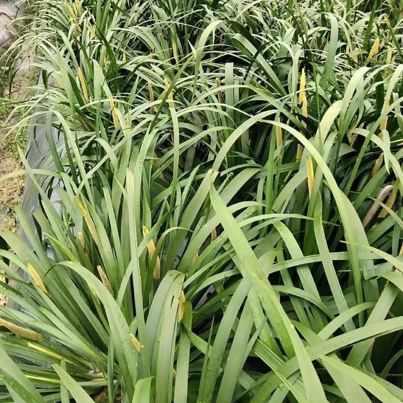 红心宽叶石菖蒲苗野生种植带泥带根新鲜现挖现发石菖蒲种苗