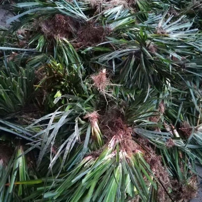红心宽叶石菖蒲苗野生种植带泥带根新鲜现挖现发石菖蒲种苗