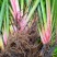 红心宽叶石菖蒲苗野生种植带泥带根新鲜现挖现发石菖蒲种苗
