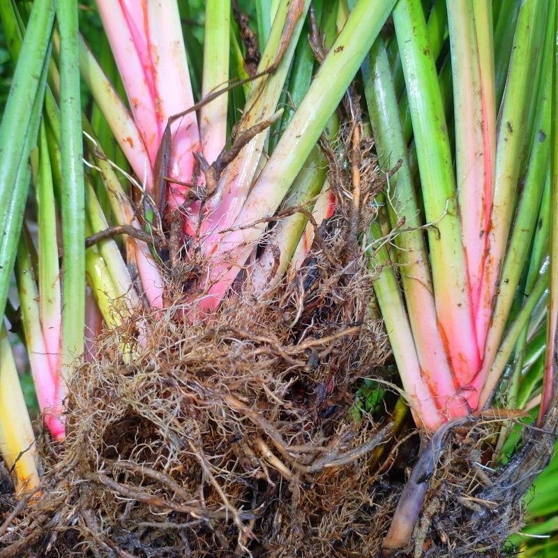 红心宽叶石菖蒲苗野生种植带泥带根新鲜现挖现发石菖蒲种苗