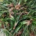 红心宽叶石菖蒲苗野生种植带泥带根新鲜现挖现发石菖蒲种苗