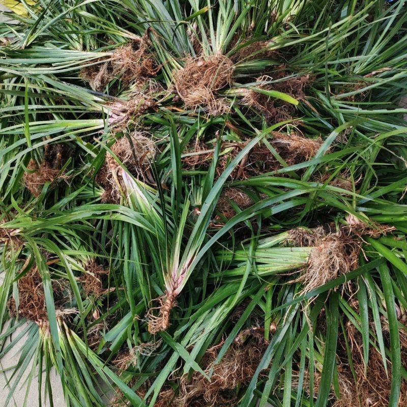 红心宽叶石菖蒲苗野生种植带泥带根新鲜现挖现发石菖蒲种苗