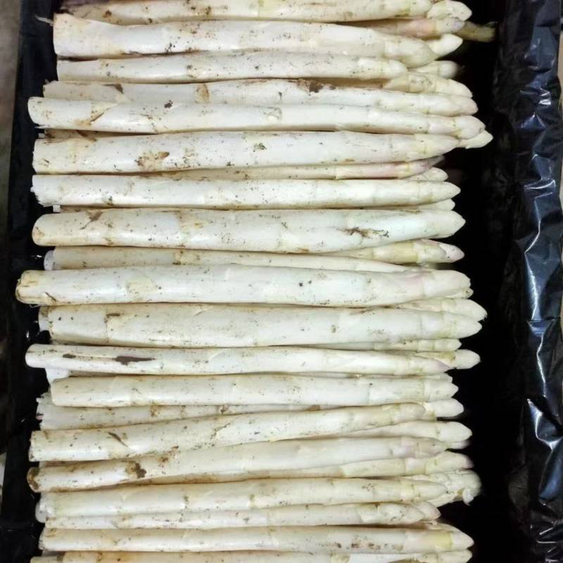 河南灵宝现挖精品白芦笋