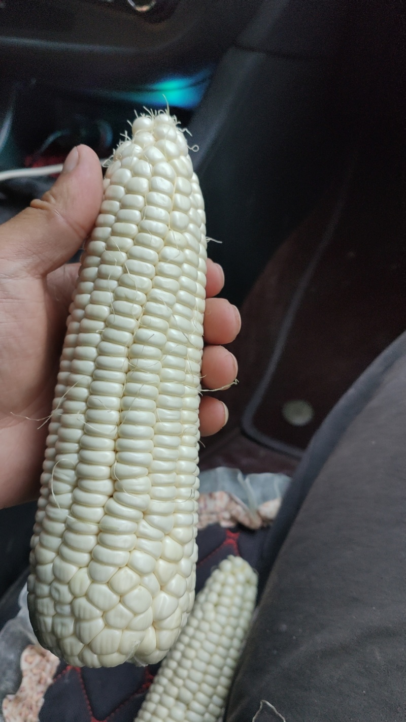 水果玉米糯玉米产地直发品质保证
