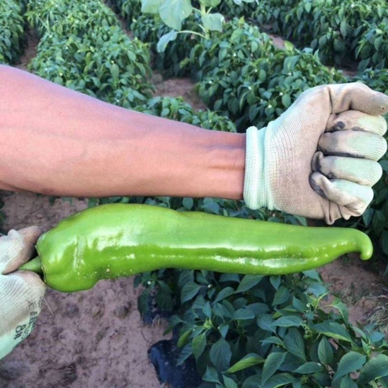 大果牛角尖椒羊角椒寿光苗场直发批发价格穴盘辣椒苗蔬菜苗