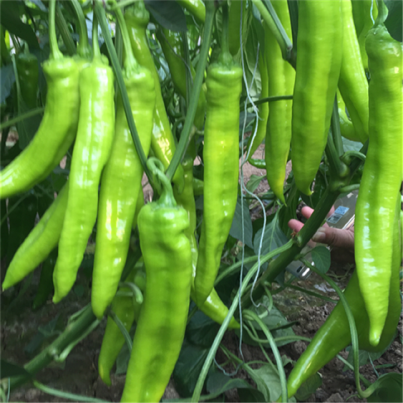 大果牛角尖椒羊角椒寿光苗场直发批发价格穴盘辣椒苗蔬菜苗