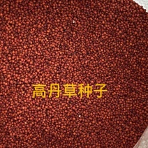 高丹草种子四季牧草耐旱
