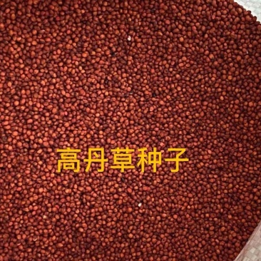 高丹草种子四季牧草耐旱