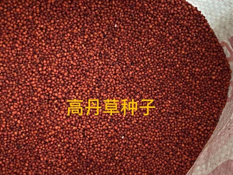 高丹草种子四季牧草耐旱