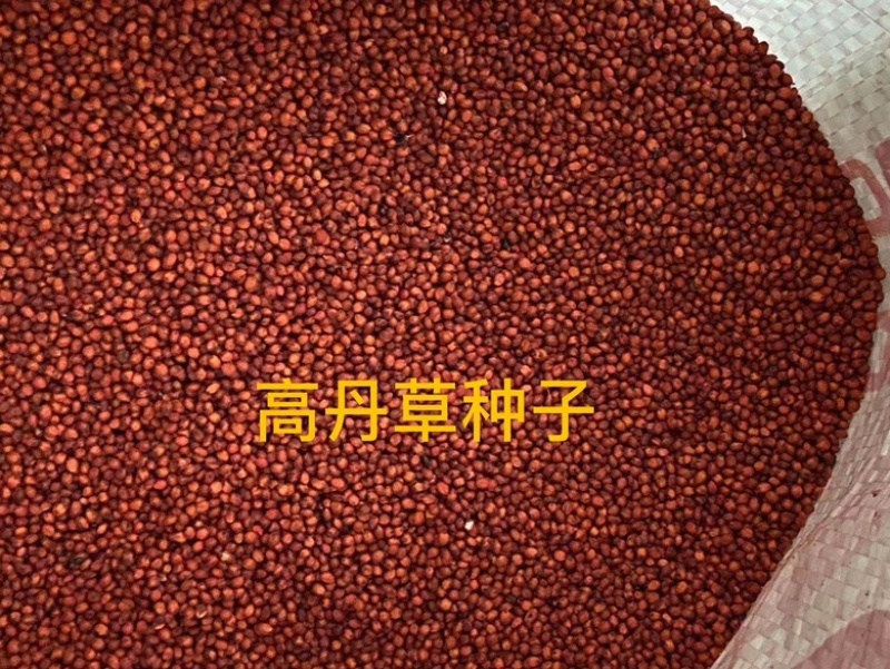 高丹草种子四季牧草耐旱