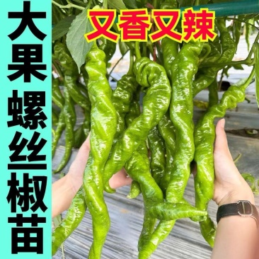 大果全螺螺丝椒苗香辣穴盘育苗四季种植抗病寿光苗场批发销售