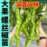 大果全螺螺丝椒苗香辣穴盘育苗四季种植抗病寿光苗场批发销售