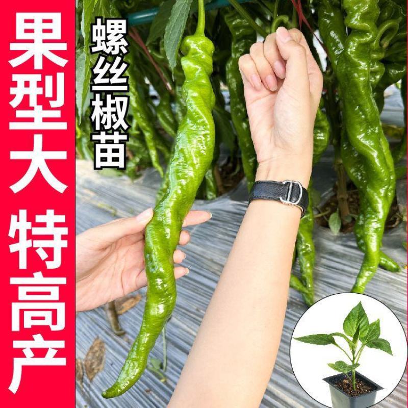 大果全螺螺丝椒苗香辣穴盘育苗四季种植抗病寿光苗场批发销售