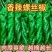 大果全螺螺丝椒苗香辣穴盘育苗四季种植抗病寿光苗场批发销售