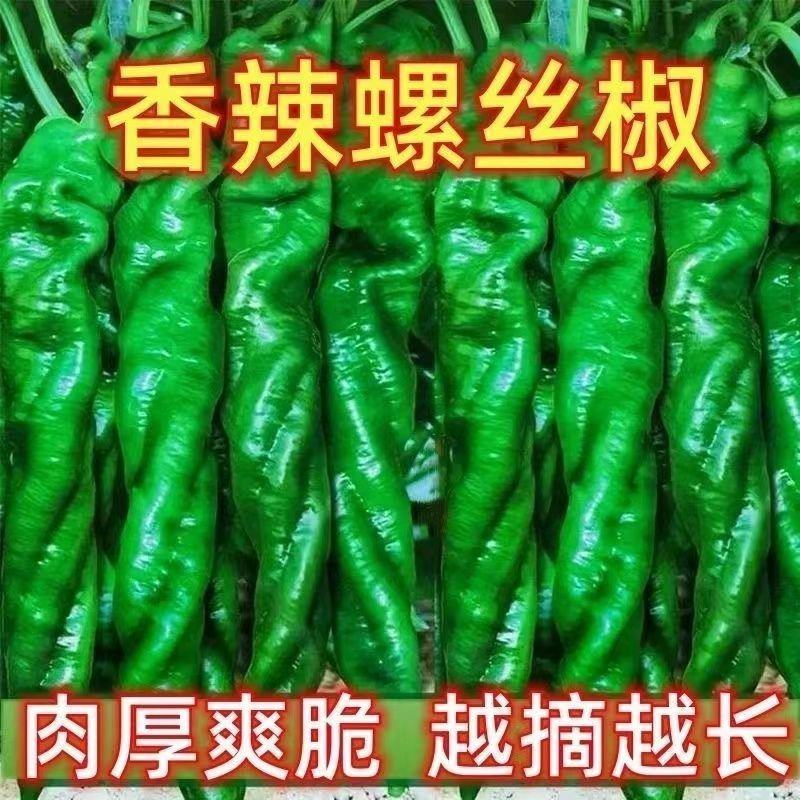 大果全螺螺丝椒苗香辣穴盘育苗四季种植抗病寿光苗场批发销售