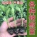 大果全螺螺丝椒苗香辣穴盘育苗四季种植抗病寿光苗场批发销售