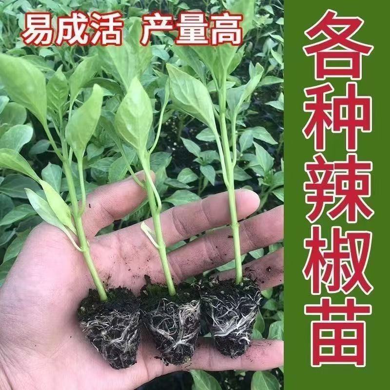大果全螺螺丝椒苗香辣穴盘育苗四季种植抗病寿光苗场批发销售