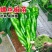 大果全螺螺丝椒苗香辣穴盘育苗四季种植抗病寿光苗场批发销售