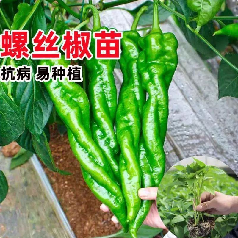 大果全螺螺丝椒苗香辣穴盘育苗四季种植抗病寿光苗场批发销售
