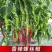 大果全螺螺丝椒苗香辣穴盘育苗四季种植抗病寿光苗场批发销售