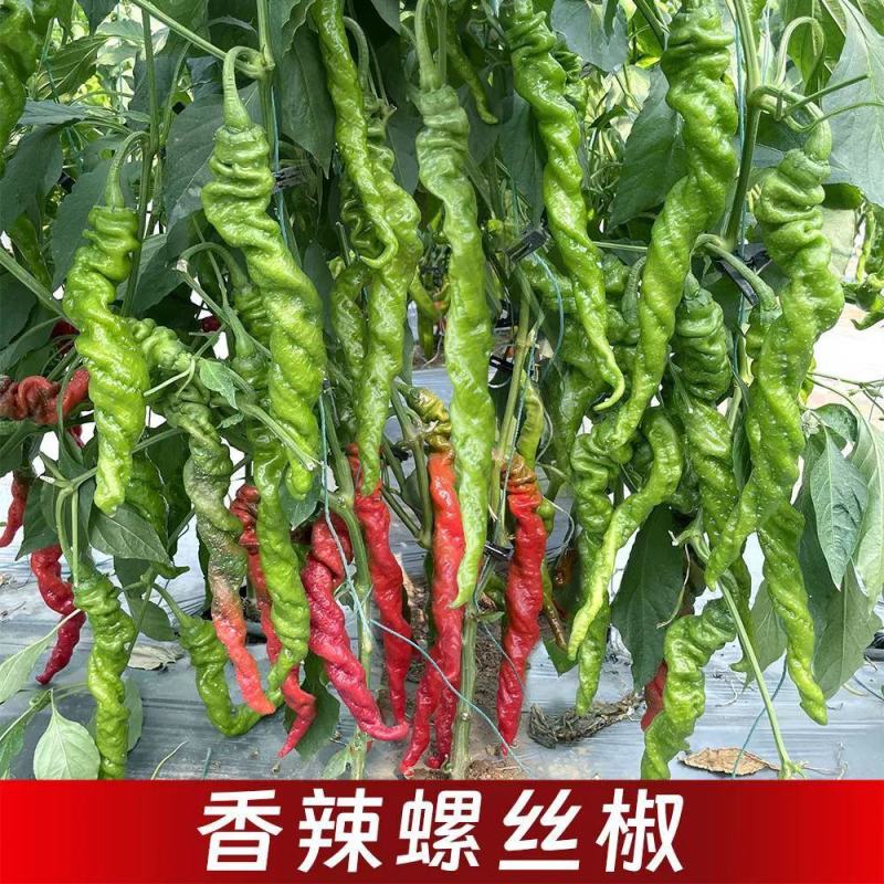 大果全螺螺丝椒苗香辣穴盘育苗四季种植抗病寿光苗场批发销售