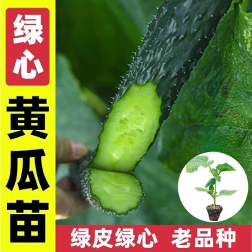 寿光蔬菜苗场嫁接强雌黄瓜苗短把密刺绿心穴盘带土发货
