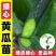 寿光蔬菜苗场嫁接强雌黄瓜苗短把密刺绿心穴盘带土发货